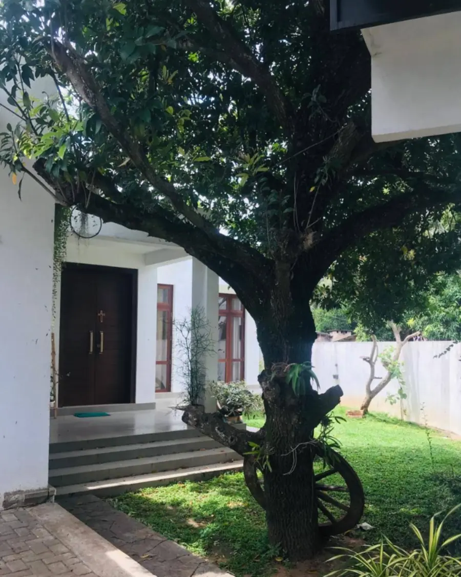 Bee Home Resort Anuradhapura garden entrance with large shade tree and peaceful courtyard
